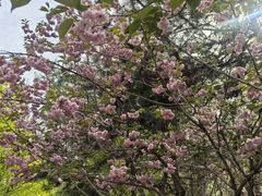 -长白岛森林公园