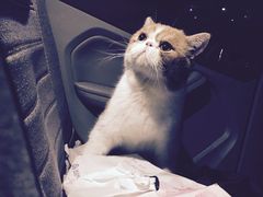 -创凡宠物医院·骨专科  猫科中心(西乡分院)