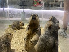 -浣熊柯尔鸭土拨鼠·电玩咖