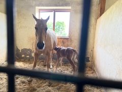 -北京群众马术培训基地