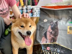 -帕帕拉兹宠物(亚洲旗舰店)