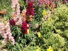 -上海共青森林公园