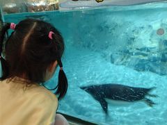 -帝企鹅自助餐厅•儿童岛•真企鹅(长隆企鹅酒店)