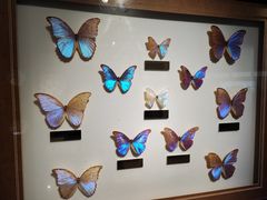 -上海昆虫博物馆