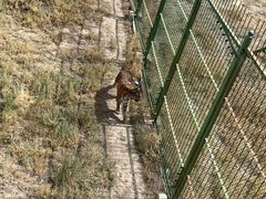 -新疆天山野生动物园