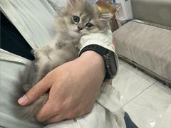 -安安宠医宠物医院·异宠·犬猫内科(岳阳分院)