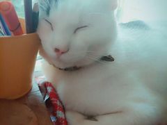 -海边的猫和咖啡馆