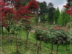 -铁山坪森林公园