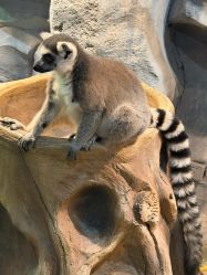 -Zoolung Zoolung动物主题公园(海信广场店)