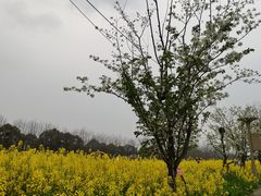-黄龙溪古镇