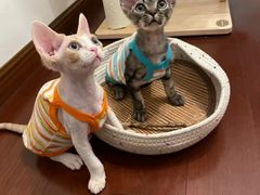 -山宅一喵德文卷毛猫舍