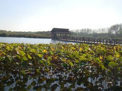 -溱湖国家湿地公园