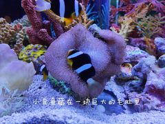 -上海海洋水族馆