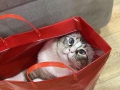 -白兔子密室(长寿路店)