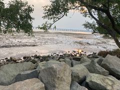 -宝安西湾红树林湿地公园