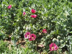 -国家植物园南园