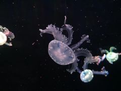 -成都浩海立方海洋公园