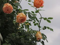 -牛岗山公园