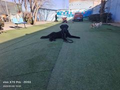 -宠物寄养训练学校