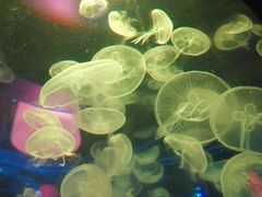 -顺德南宏海立方海洋公园