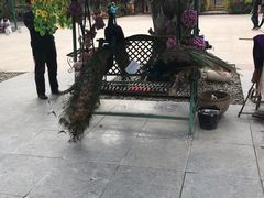 -西双版纳傣族园