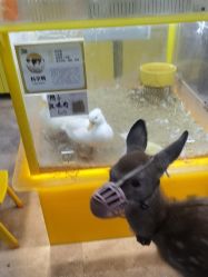 -神奇动物撸宠馆·羊驼·小浣熊·异宠(豫园店)