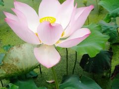 -陶辛水韵