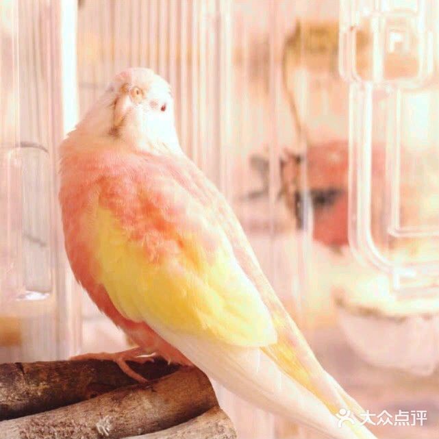 是一种非常可爱的动物,远远望去,还以为是一只水蜜桃 - 吃喝玩乐精选