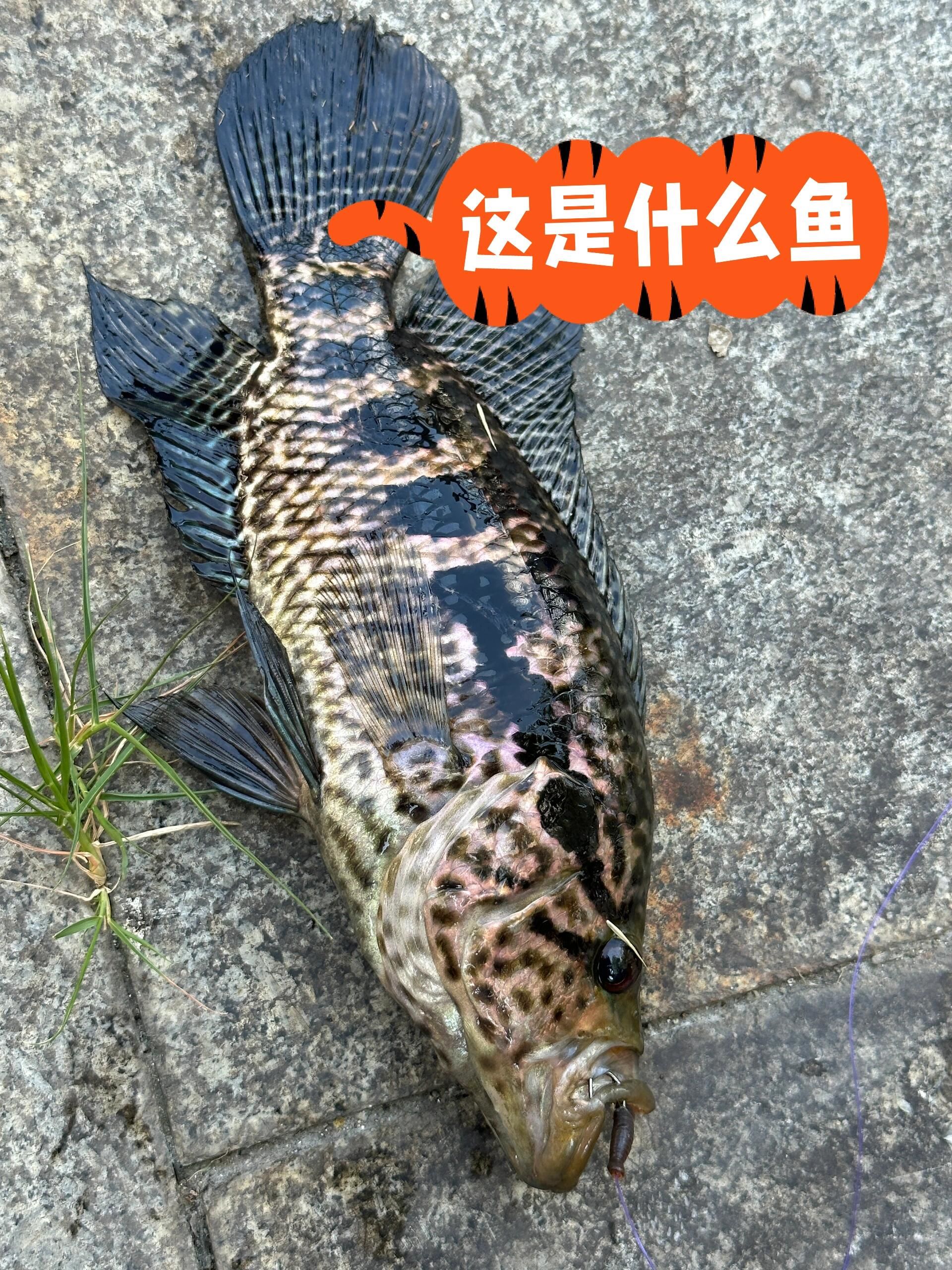 这是什么鱼啊,我弟说能吃的鱼,到底能不能吃啊