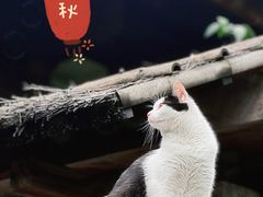 -龙华寺