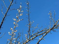 -广州市流溪河国家森林公园