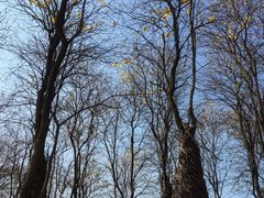 -天适樱花悠乐园