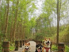 -桤木河湿地公园