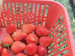 -胜丰草莓采摘园