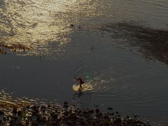 -北岐滩涂