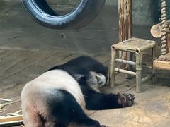 -深圳野生动物园