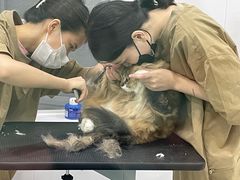 -爱洗澡的猫(天河路店)