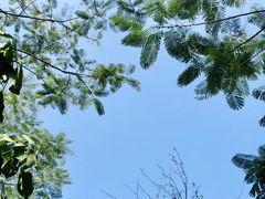 -深圳仙湖植物园