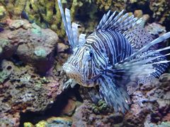 -上海海洋水族馆