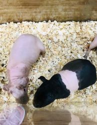 -Moni星球萌宠·小马宝莉·灵蛇·高端高阶全萌宠互动体验俱乐部(红豆国际广场店)