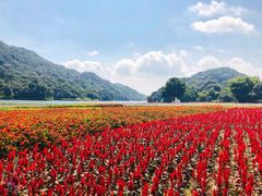 -广州市石门国家森林公园