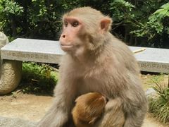 -黔灵山公园