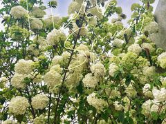 -大龙山(地铁站)