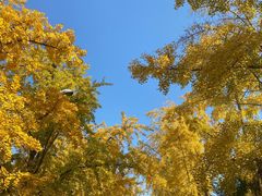 -三里屯东五街银杏大道