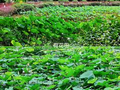 -荔湾湖公园