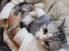 -喵百万·布偶·蓝金金渐层英短·猫舍(百子湾店)