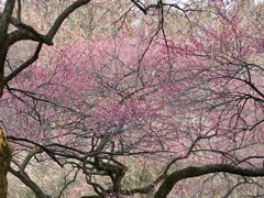 -杭州植物园