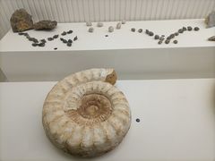 -青岛贝壳博物馆