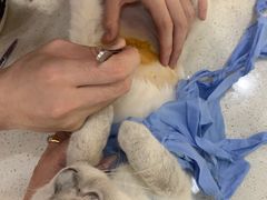 -美联众合动物医院·24h京西诊疗中心