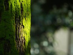 -白鹭湾湿地公园